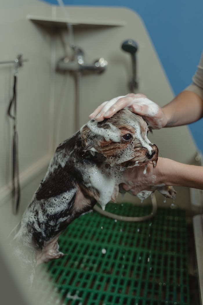 The Art of Drawing Readers In: Your attractive post title goes here A Yorkshire Terrier being bathed with soap and water, showcasing grooming care in a pet salon.