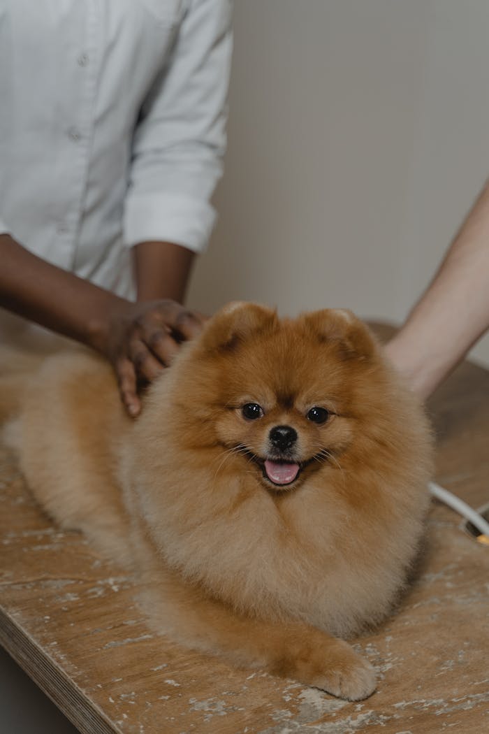Crafting Captivating Headlines: Your awesome post title goes here Cute Pomeranian on a table being examined by a veterinarian indoors.