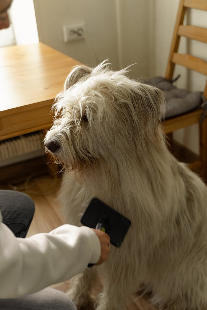 Mastering the First Impression: Your intriguing post title goes here A furry dog being groomed indoors, highlighting pet care and grooming techniques.