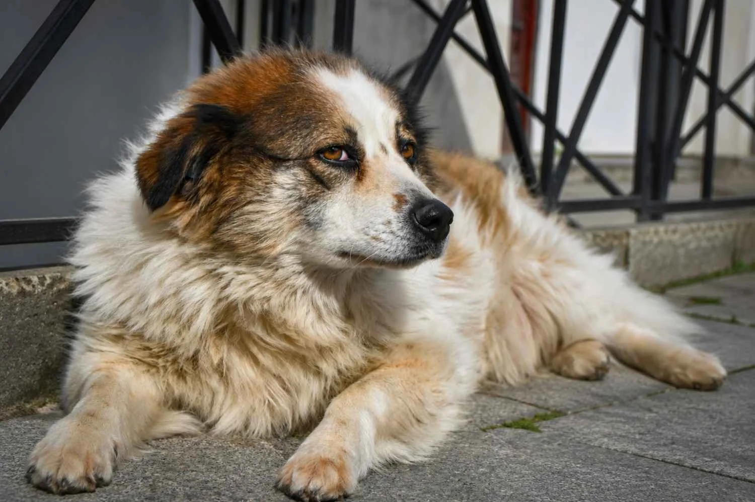 A fluffy mixed-breed dog with white, brown, and black fur lying on a stone pavement near a black metal fence outdoors.