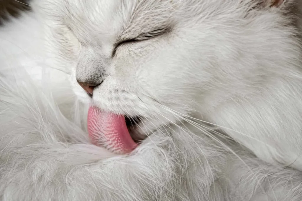 Close-up macro photograph of a fluffy white long-haired cat grooming itself by licking its fur, showing detailed tongue texture and soft, clean coat in natural lighting.